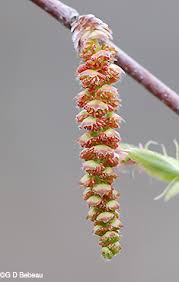 Attēlu rezultāti vaicājumam “Carpinus caroliniana male flower”