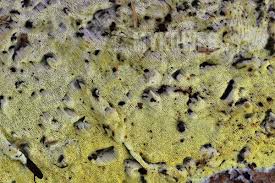 Attēlu rezultāti vaicājumam “Antrodia xantha”