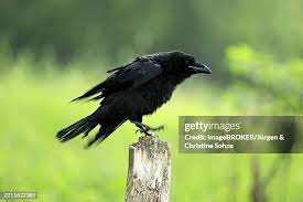 Attēlu rezultāti vaicājumam “Corvus corax adult”