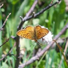 Attēlu rezultāti vaicājumam “Boloria eunomia”