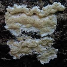 Attēlu rezultāti vaicājumam “Inonotus leporinus”