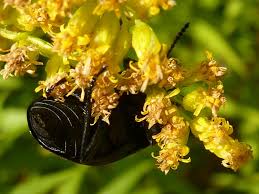 Attēlu rezultāti vaicājumam “Silpha sp.”