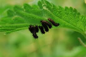 Attēlu rezultāti vaicājumam “Araschnia levana upperside”