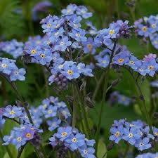 Attēlu rezultāti vaicājumam “Myosotis”