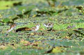 Image result for 붶