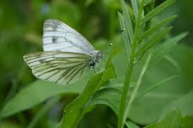 Attēlu rezultāti vaicājumam “Pieris napi male”