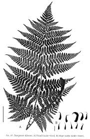 Attēlu rezultāti vaicājumam “Dryopteris dilatata”
