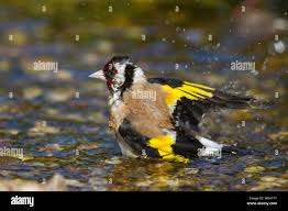 Attēlu rezultāti vaicājumam “Carduelis carduelis adult”