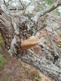 Attēlu rezultāti vaicājumam “Phellinus robustus”