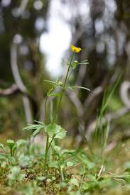Attēlu rezultāti vaicājumam “Ranunculus auricomus leaf”