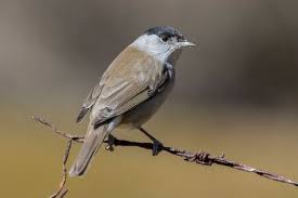 Attēlu rezultāti vaicājumam “Sylvia atricapilla male”