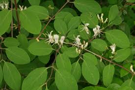 Attēlu rezultāti vaicājumam “Lonicera xylosteum flower”