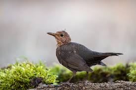 Attēlu rezultāti vaicājumam “Turdus merula juvenile”