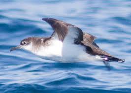 Image result for Puffinus puffinus