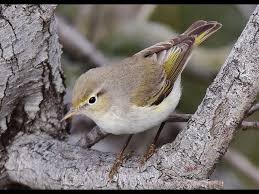 Image result for Phylloscopus orientalis