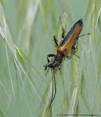 Attēlu rezultāti vaicājumam “Anogcodes melanurus”