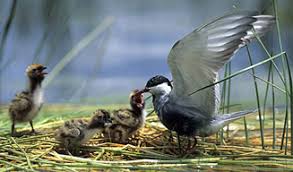 Attēlu rezultāti vaicājumam “Chlidonias hybrida adult”