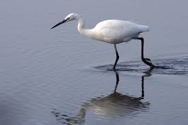 Attēlu rezultāti vaicājumam “Egretta garzetta”