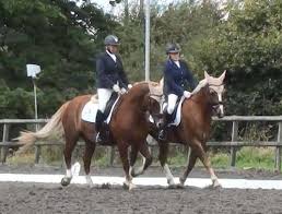 Image result for East Flegg Riding Club