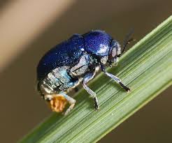 Attēlu rezultāti vaicājumam “Cryptocephalus aureolus, Cryptocephalus sericeus”