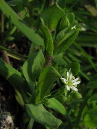 Attēlu rezultāti vaicājumam “Stellaria alsine”
