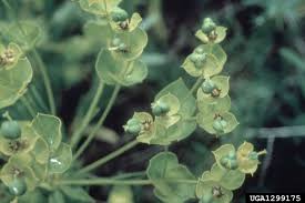 Attēlu rezultāti vaicājumam “Euphorbia virgata”