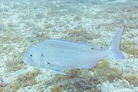 Image result for Dentex dentex