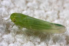 Attēlu rezultāti vaicājumam “Empoasca sp.”