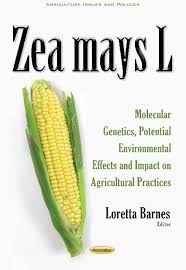 Attēlu rezultāti vaicājumam “Zea mays”