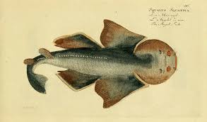 Image result for Squatina squatina