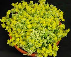 Image result for Sedum acre