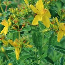 Image result for Hypericum perforatum
