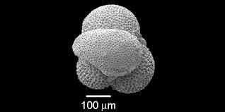 Attēlu rezultāti vaicājumam “Physarum obscurum macro”