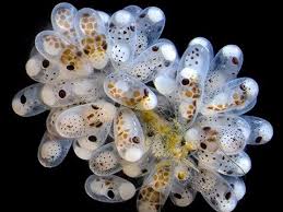 Attēlu rezultāti vaicājumam “Cribraria cancellata”