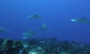 Resultado de imagen para cozumel dive
