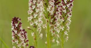 Attēlu rezultāti vaicājumam “Orchis ustulata flower”