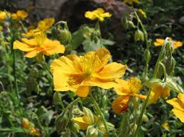 Attēlu rezultāti vaicājumam “xComagaria rosea  flower”