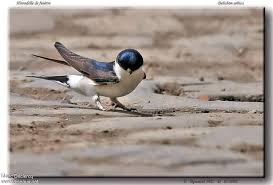 Attēlu rezultāti vaicājumam “Delichon urbicum adult”