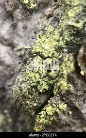 Attēlu rezultāti vaicājumam “Calicium viride”