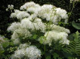 Attēlu rezultāti vaicājumam “Thalictrum aquilegifolium flower”