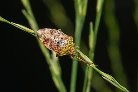 Attēlu rezultāti vaicājumam “Elasmucha grisea”