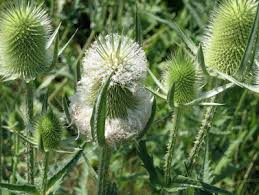 Image result for Dipsacus laciniatus