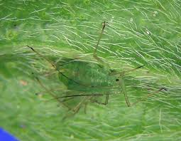 Attēlu rezultāti vaicājumam “Acyrthosiphon”