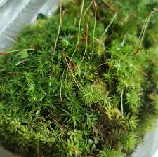 Attēlu rezultāti vaicājumam “Atrichum undulatum sporophyte”