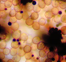 Attēlu rezultāti vaicājumam “Cribraria piriformis macro”