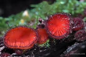 Attēlu rezultāti vaicājumam “Scutellinia scutellata”