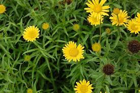 Image result for Buphthalmum salicifolium