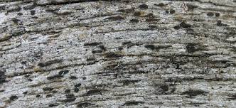 Attēlu rezultāti vaicājumam “Xylographa paralella”