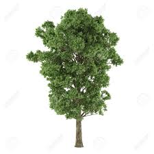 Attēlu rezultāti vaicājumam “Populus x canescens”