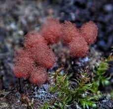 Attēlu rezultāti vaicājumam “Arcyria cinerea stalked”